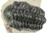 Detailed Reedops Trilobite - Aatchana, Morocco #249809-2